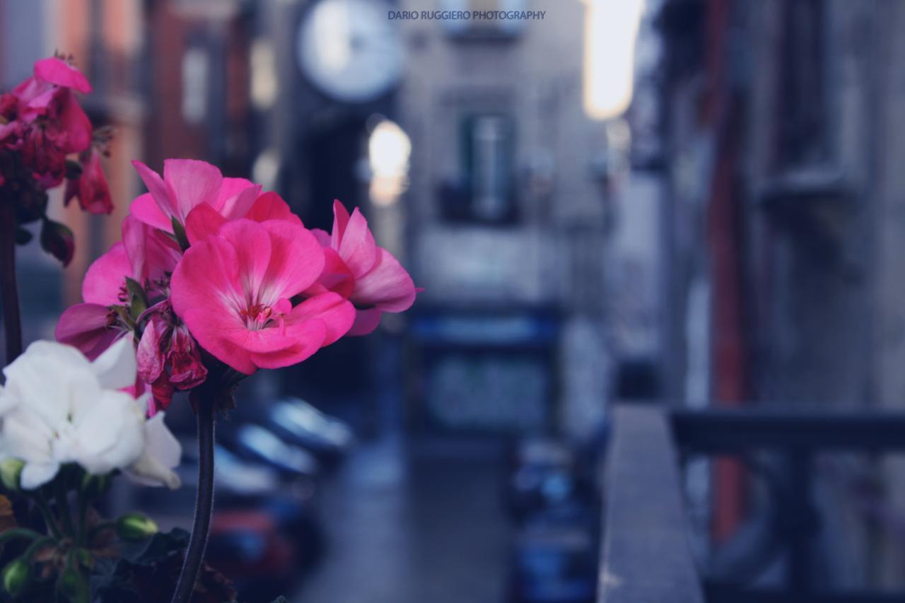 Napoli Sweet Home - Casa "Donna Rosa" מראה חיצוני תמונה